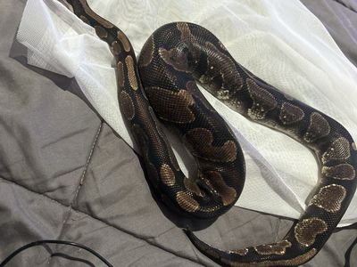 Ball Python with reptile enclosure