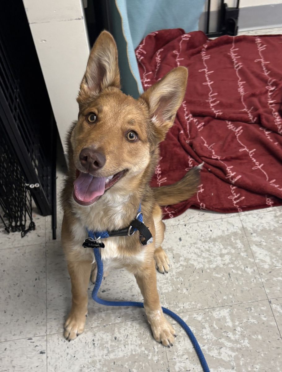 A162067 Poppy is Available for Adoption!