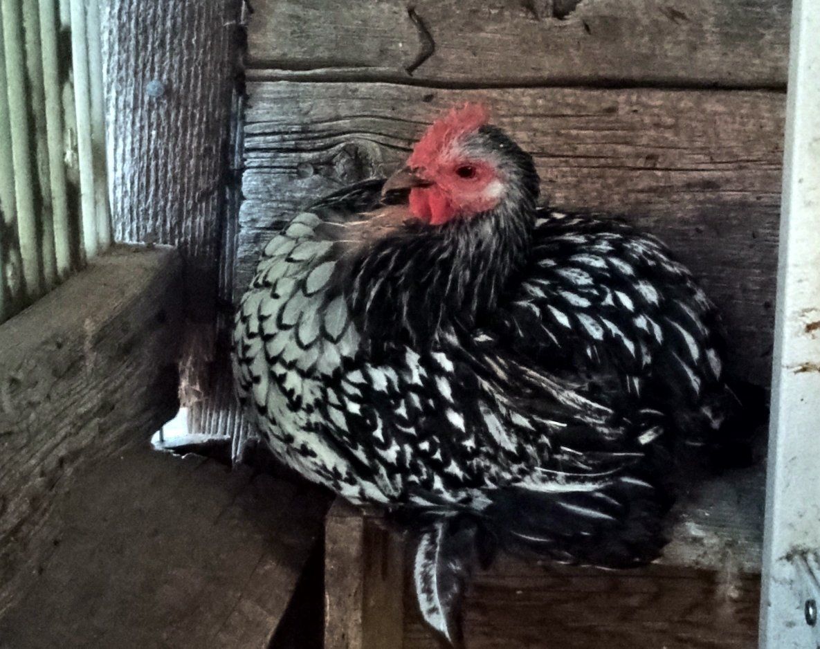 15 Bantams Assorted Mixes, Frizzle, Silver Laced Bantam Cochin Trio