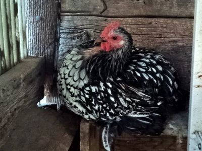 15 Bantams Assorted Mixes, Frizzle, Silver Laced Bantam Cochin Trio