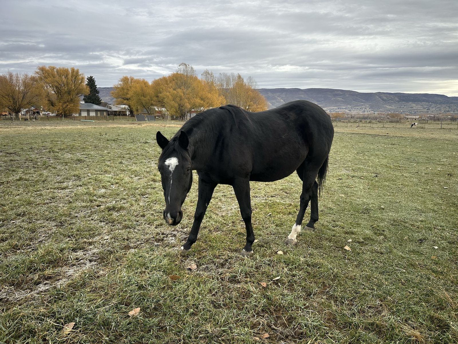 Beautiful Grade Gelding