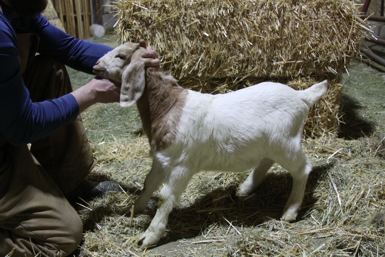 Dapple Boar Buck/whether