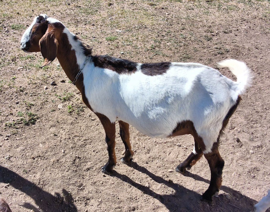 Nubian Boer cross First Freshener In Milk