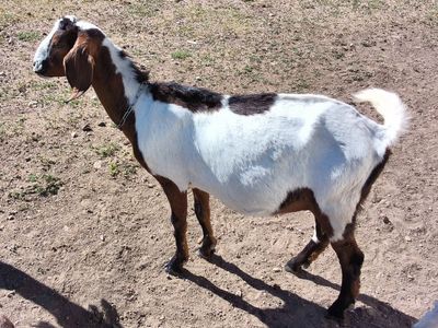 Nubian Boer cross First Freshener In Milk