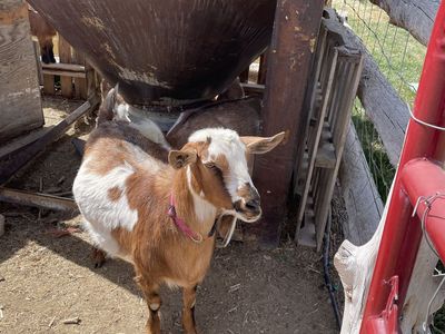 Mini Nubian goat