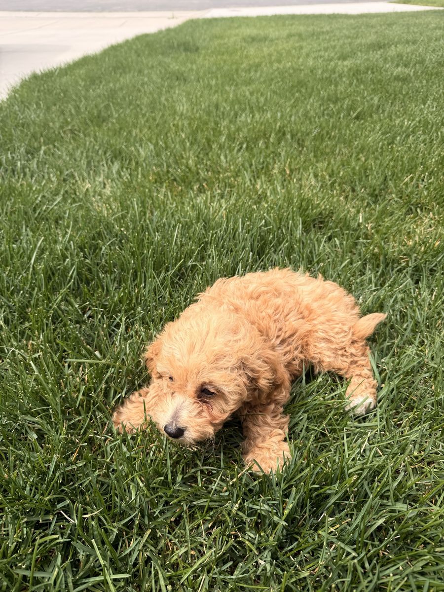 Male Micro Golden Doodle Puppies