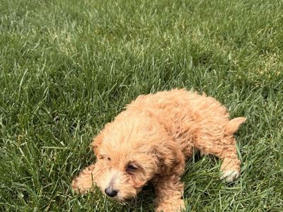 Male Micro Golden Doodle Puppies