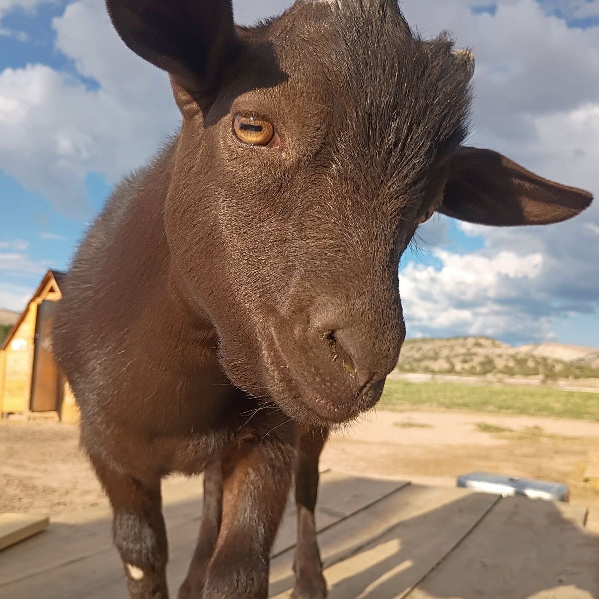 Nigerian Dwarf Wethers