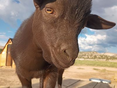 Nigerian Dwarf Wethers
