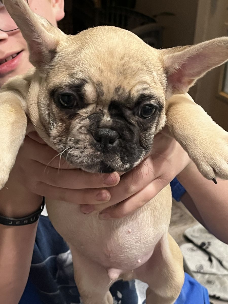 AKC MALE FRENCHBULL