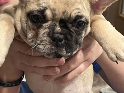 AKC MALE FRENCHBULL
