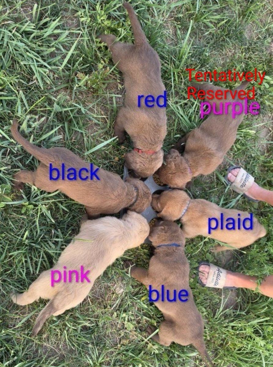 AKC Chesapeake Bay Retriever Puppies - ready for new homes.