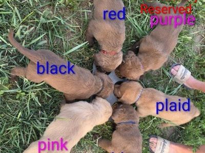 AKC Chesapeake Bay Retriever Puppies - ready for new homes.