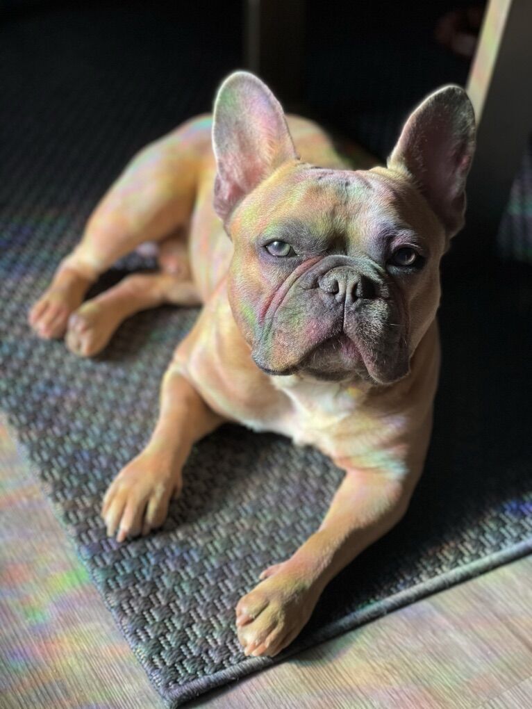 French bulldog STUD - АКС - Blue Fawn
