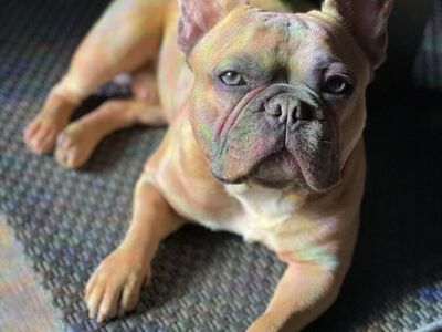 French bulldog STUD - АКС - Blue Fawn