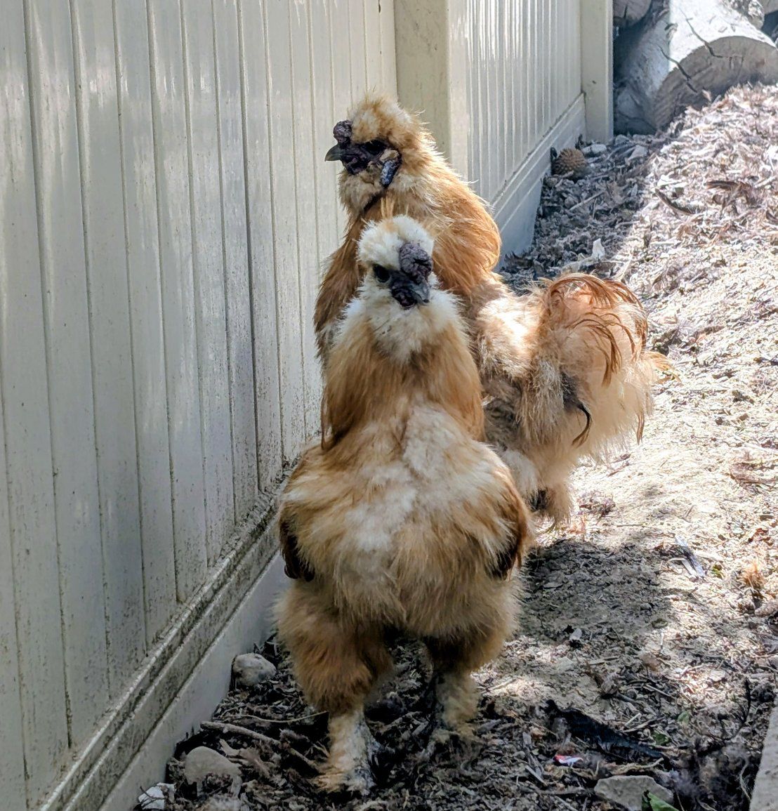 Buff silkie roosters- 6 months old
