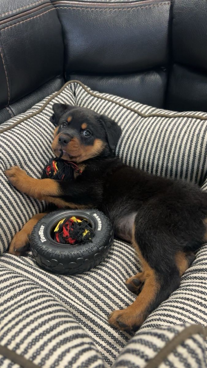 8 week old Rottweiler puppy