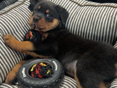 8 week old Rottweiler puppy