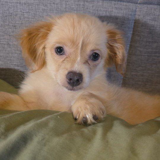 Chihuahua female long hair puppy $1500