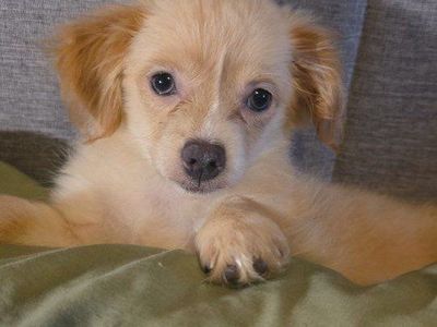 Chihuahua female long hair puppy $1500