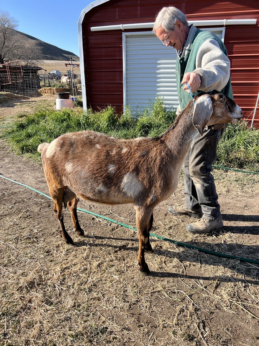 ADGA American Nubian milking goat