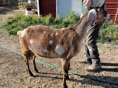ADGA American Nubian milking goat