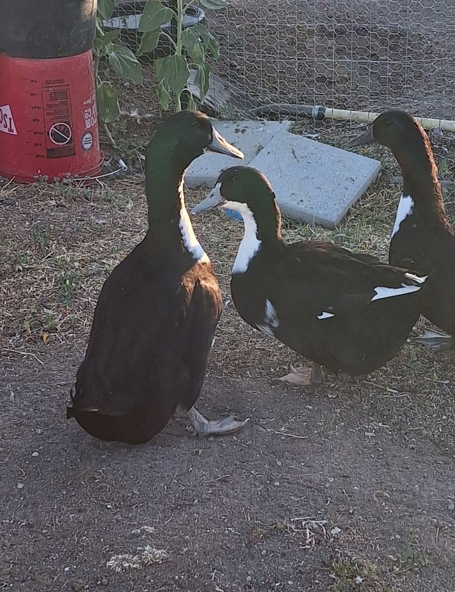 3 Drakes For Sale. 1 Welsh Harlequin, 2 Blue Swedish