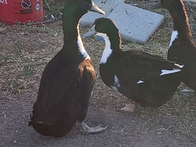 3 Drakes For Sale. 1 Welsh Harlequin, 2 Blue Swedish