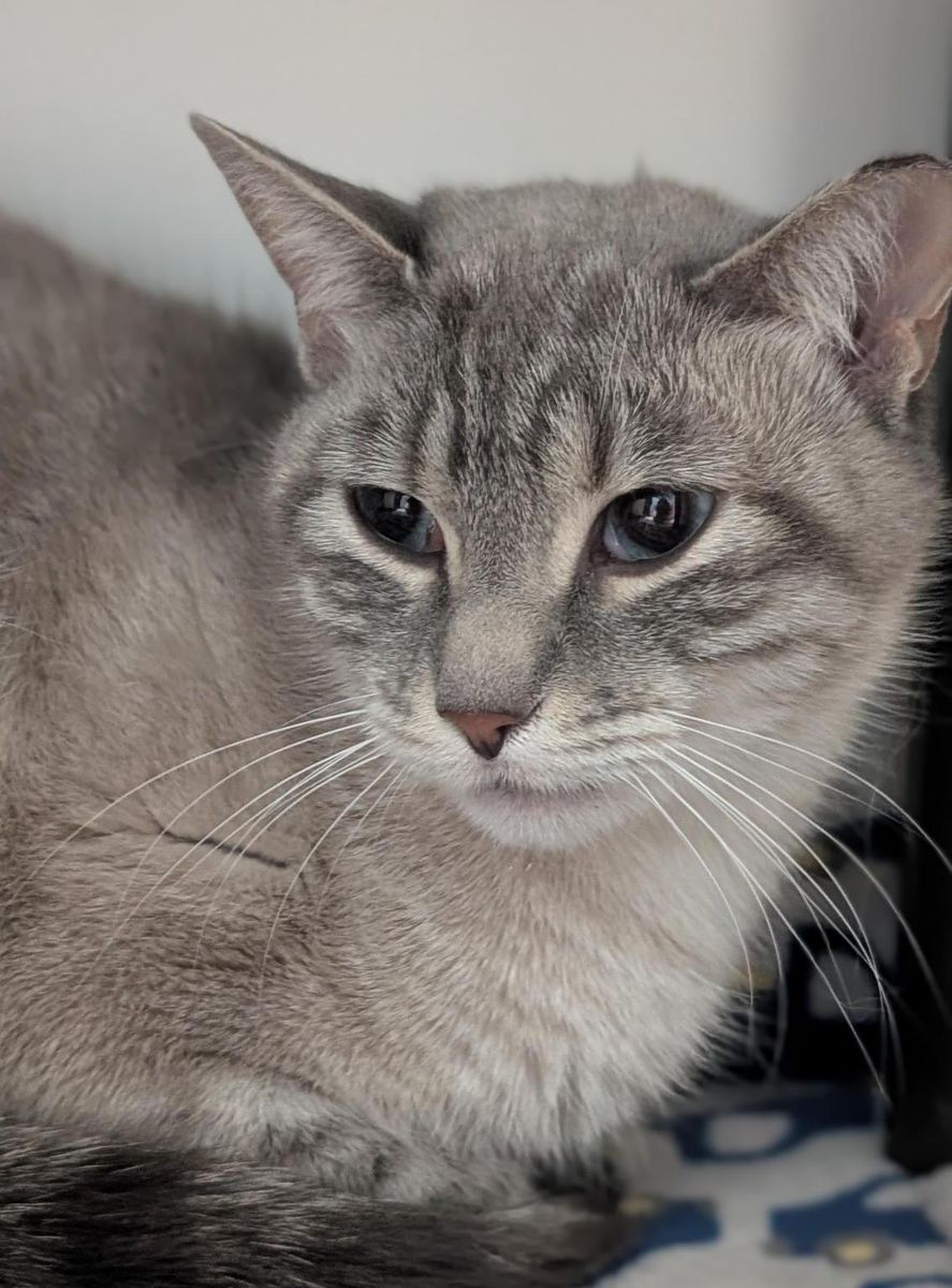 A162739 Beehive is Available for Adoption!