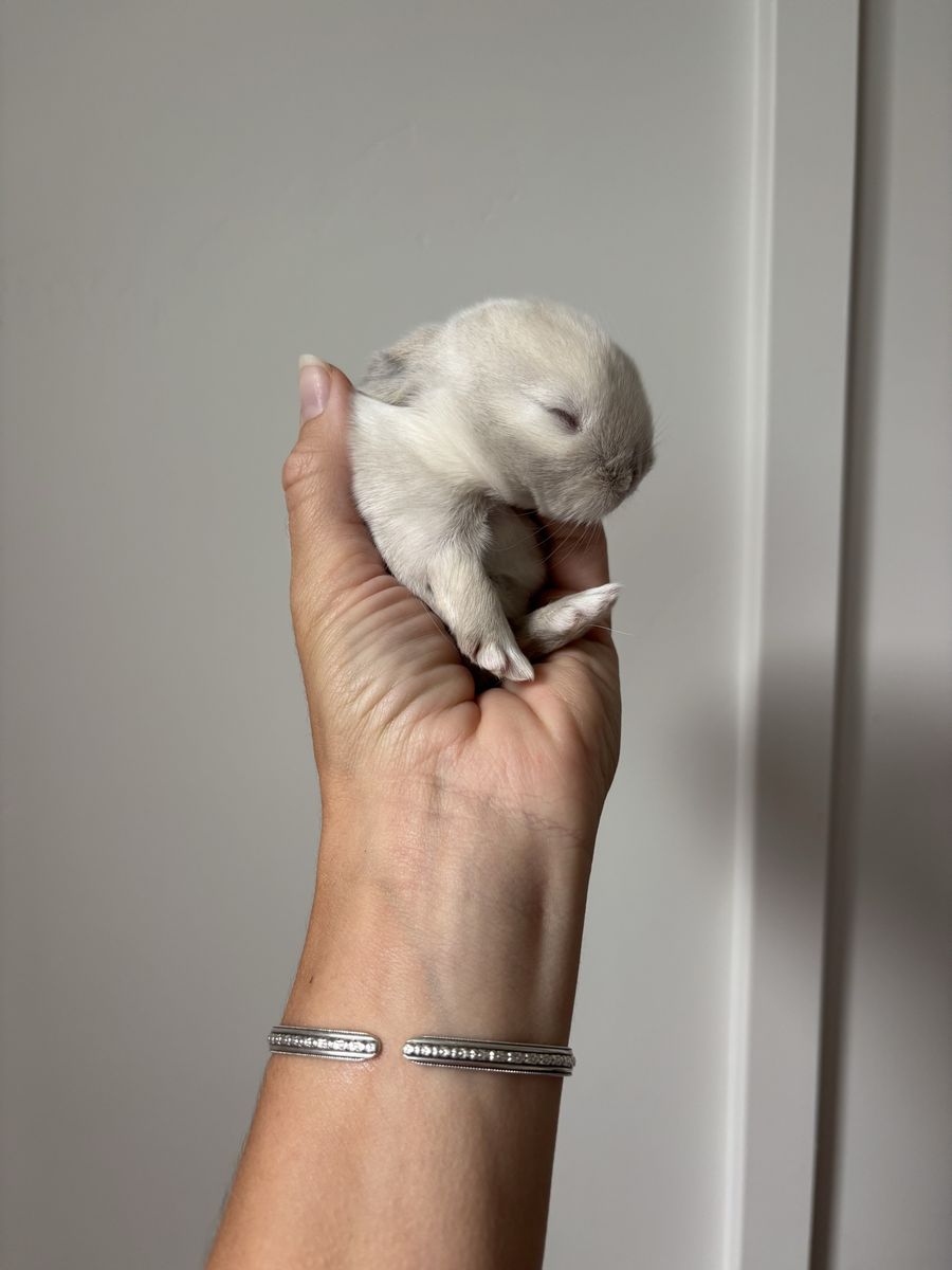 Holland lop buck