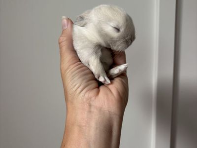 Holland lop buck