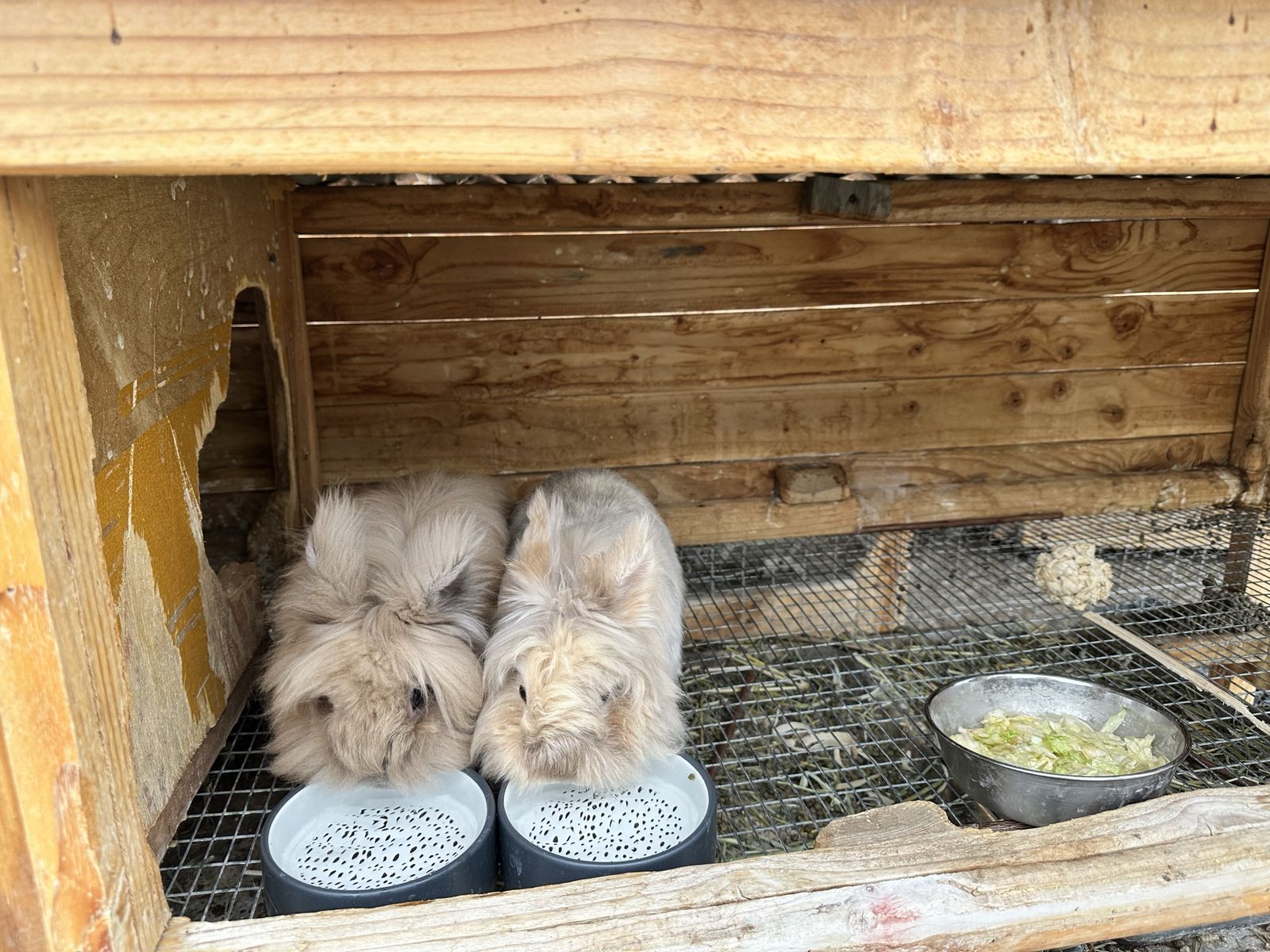 Purebred Lionhead Bunnies