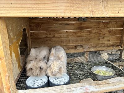 Purebred Lionhead Bunnies