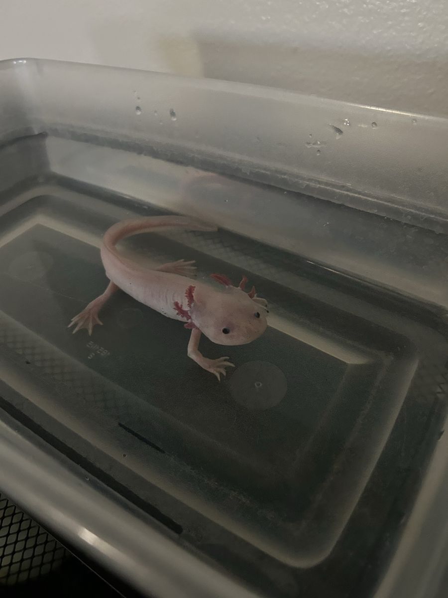 Male axolotl