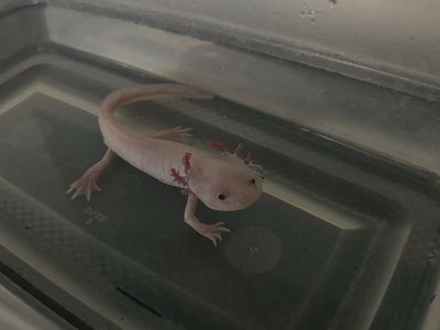 Male axolotl