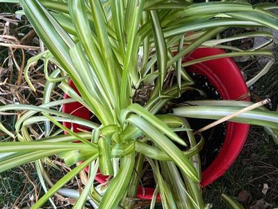 Large spider plant