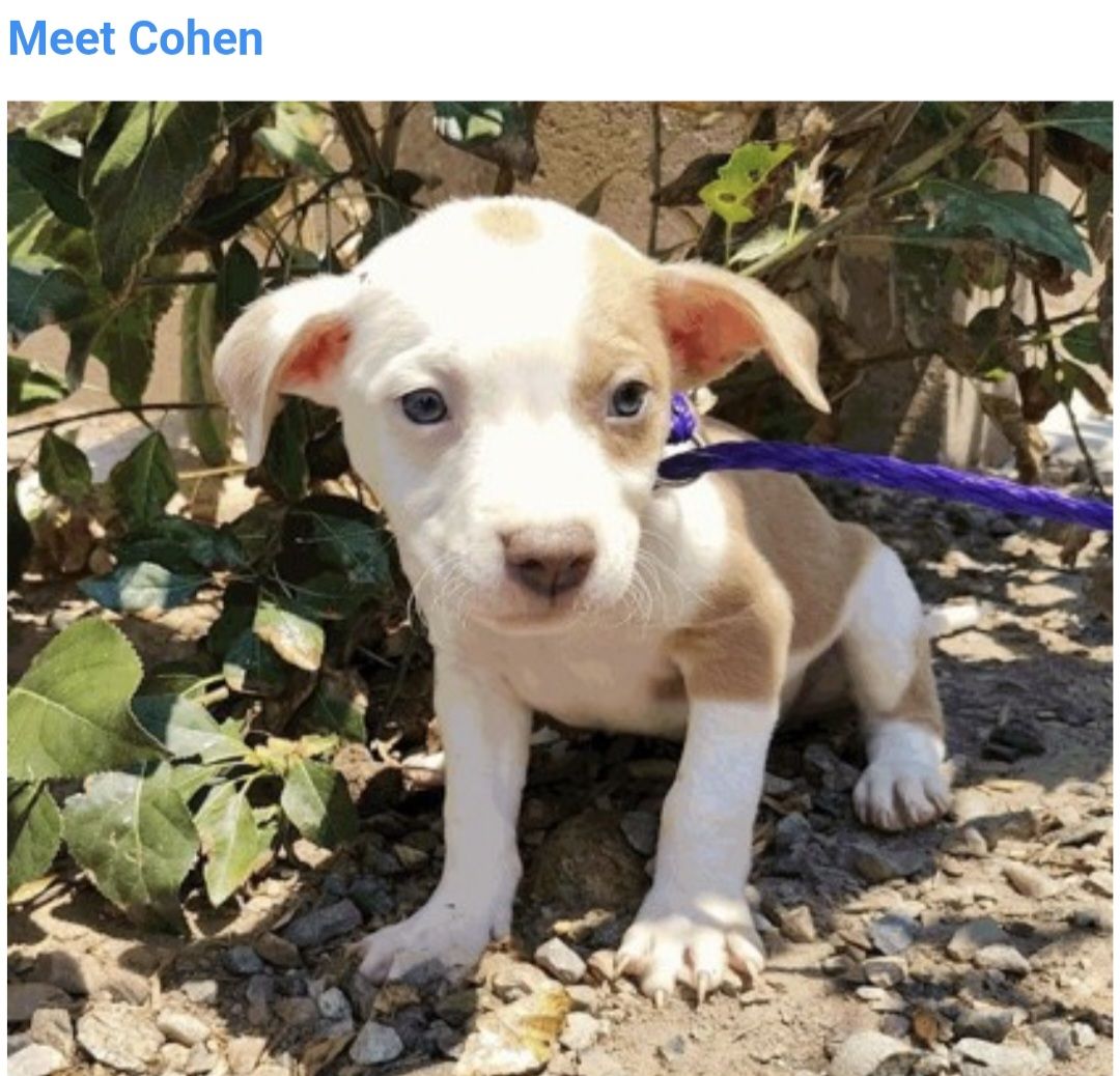Cohen, 8 week old pitbull puppy