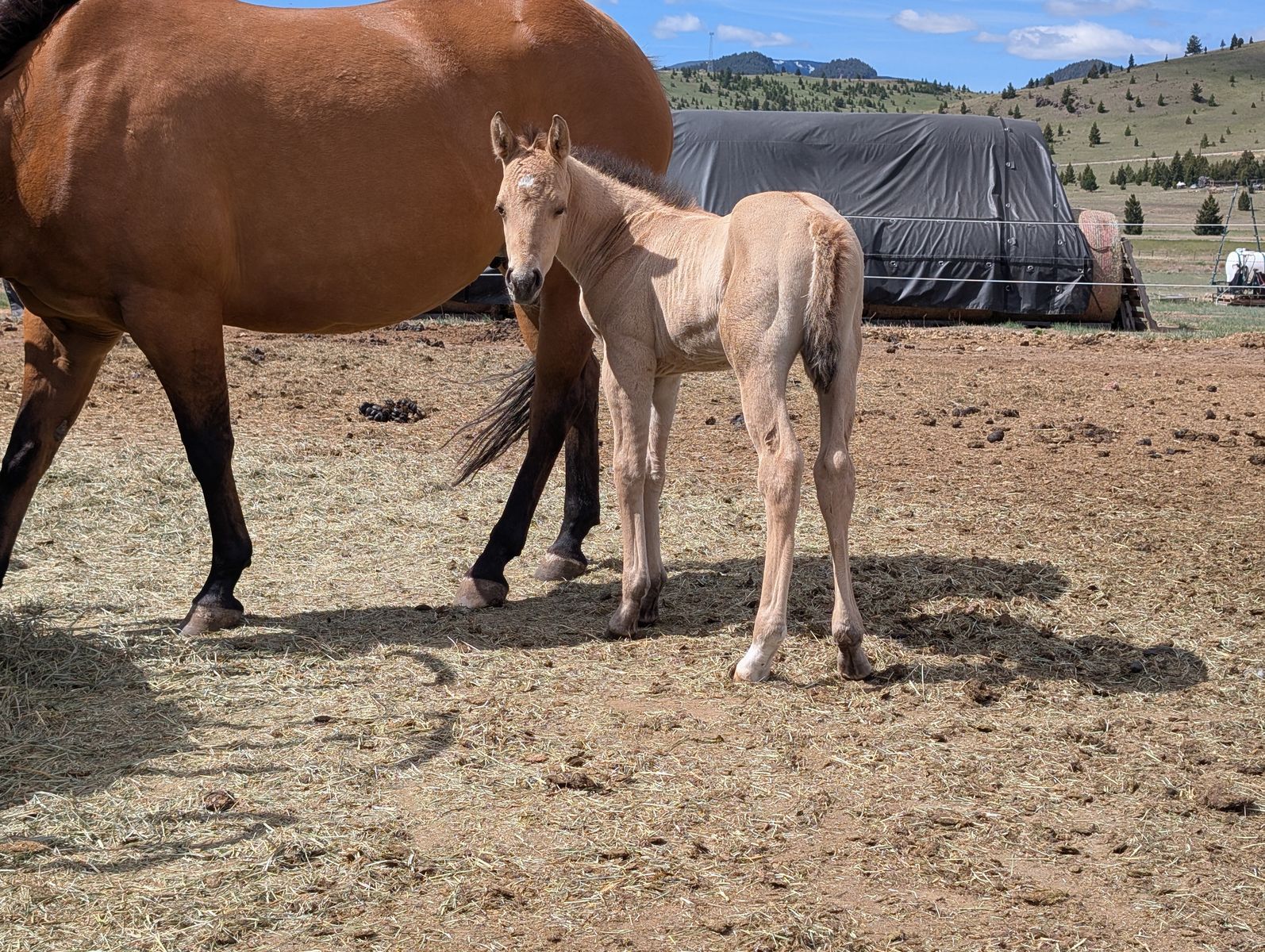 Dunskin Stud AQHA weanling
