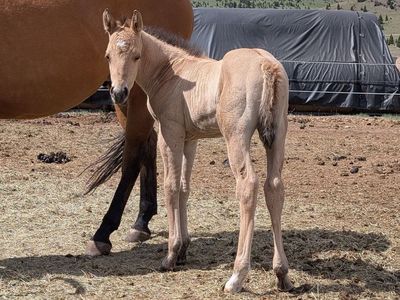 Dunskin Stud AQHA weanling