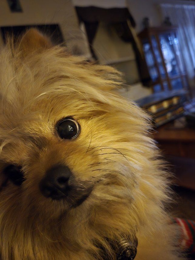 7 lb Health-Tested Pomapoo Stud – Holladay