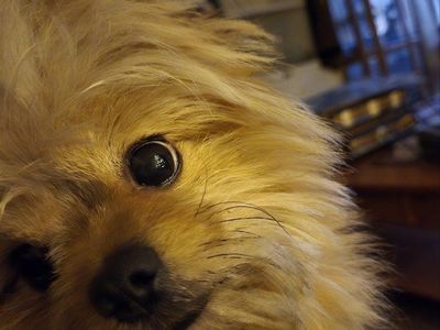 7 lb Health-Tested Pomapoo Stud – Holladay