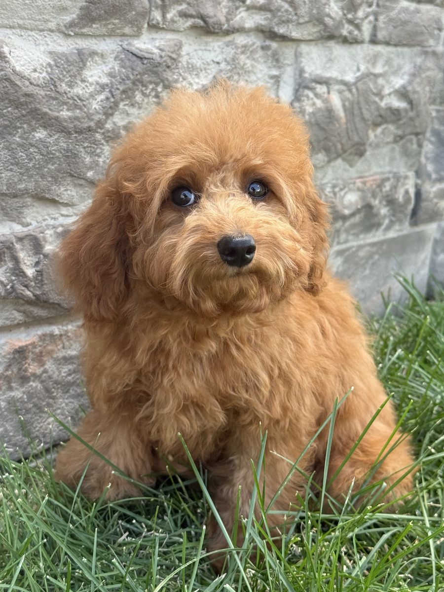 Adorable Mini Goldendoodle Puppy - Ready for a Loving Home!