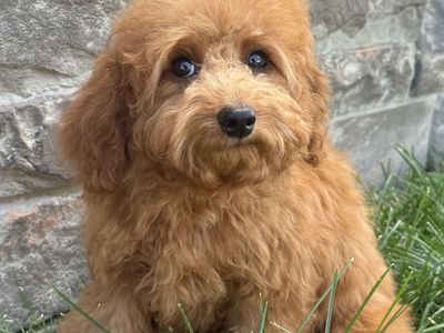 Adorable Mini Goldendoodle Puppy - Ready for a Loving Home!