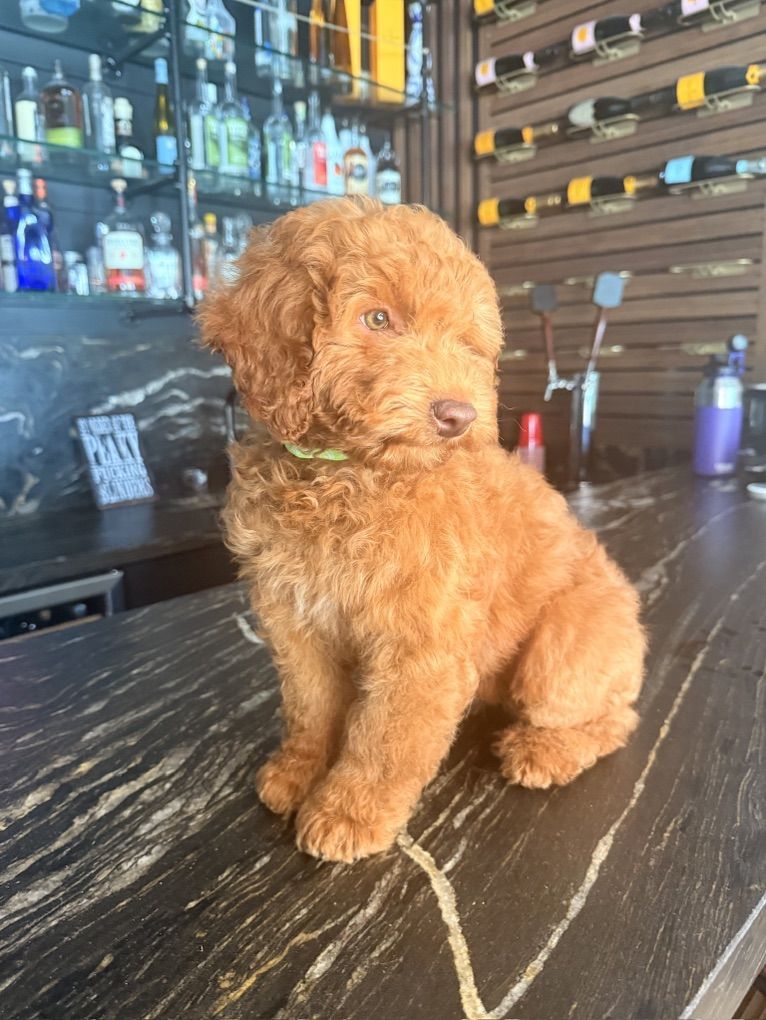Beautiful Trained Mini Goldendoodle Puppy