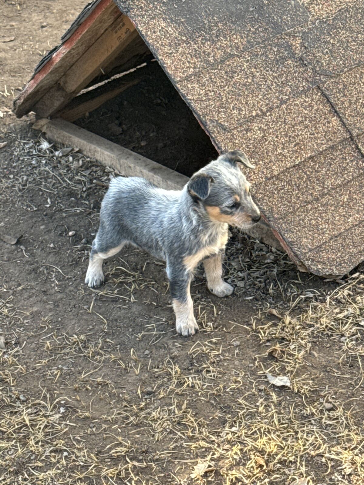 HEELER PUPS - THEY WILL BE ON THE SMALL SIDE!!! ONLY 3 MALES LEFT!!!
