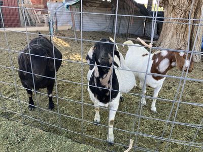 Full Boer does