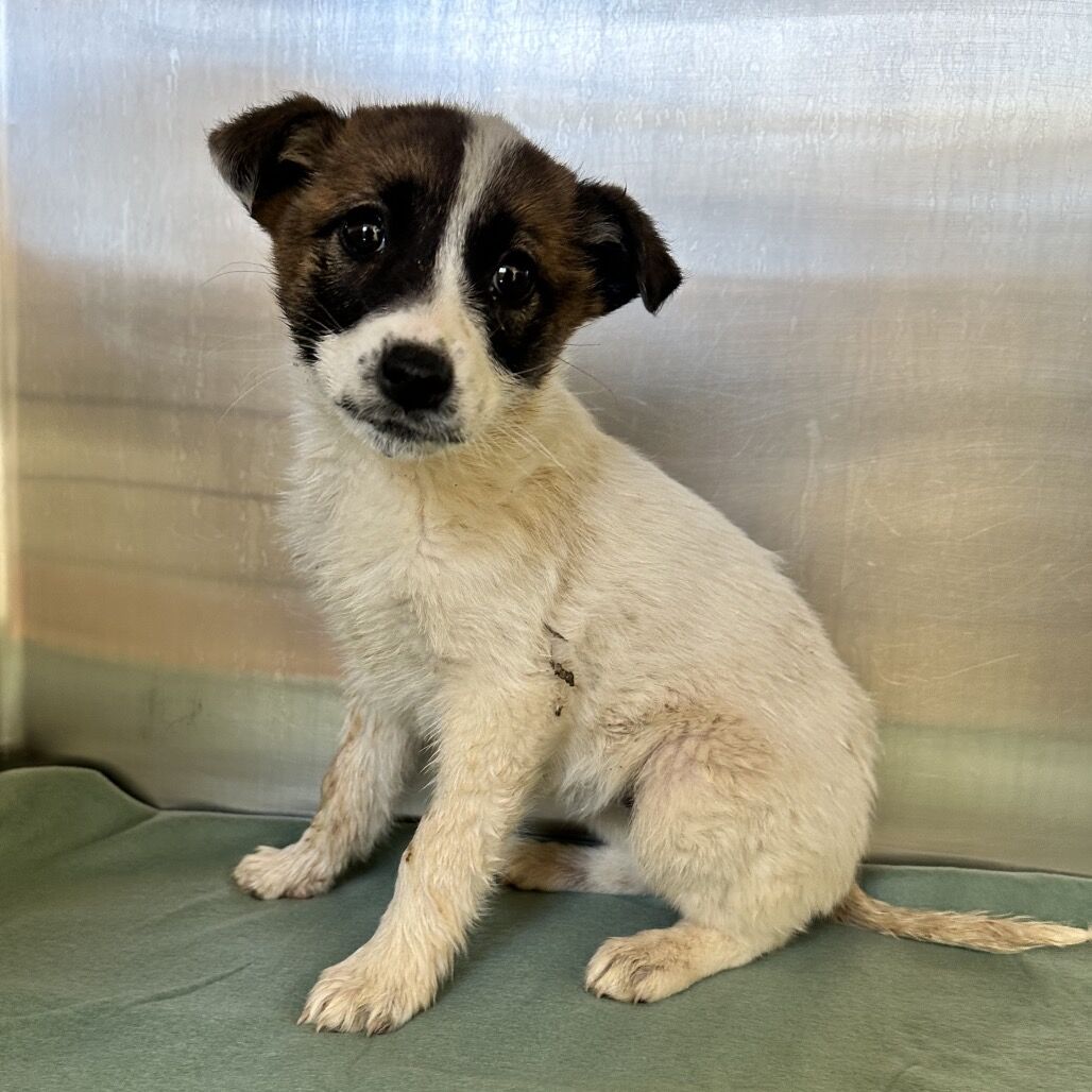 Hello my name is Wendy Darling