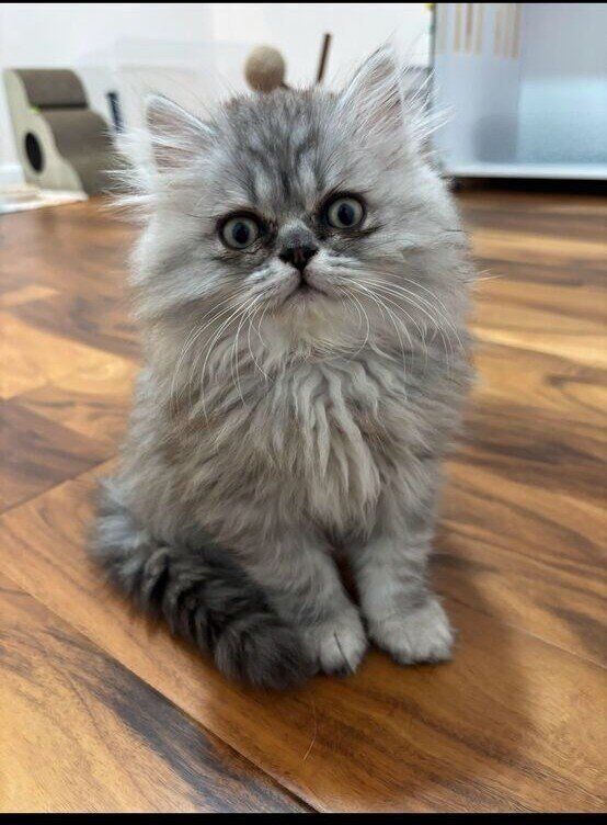 Purebred Persian kittens