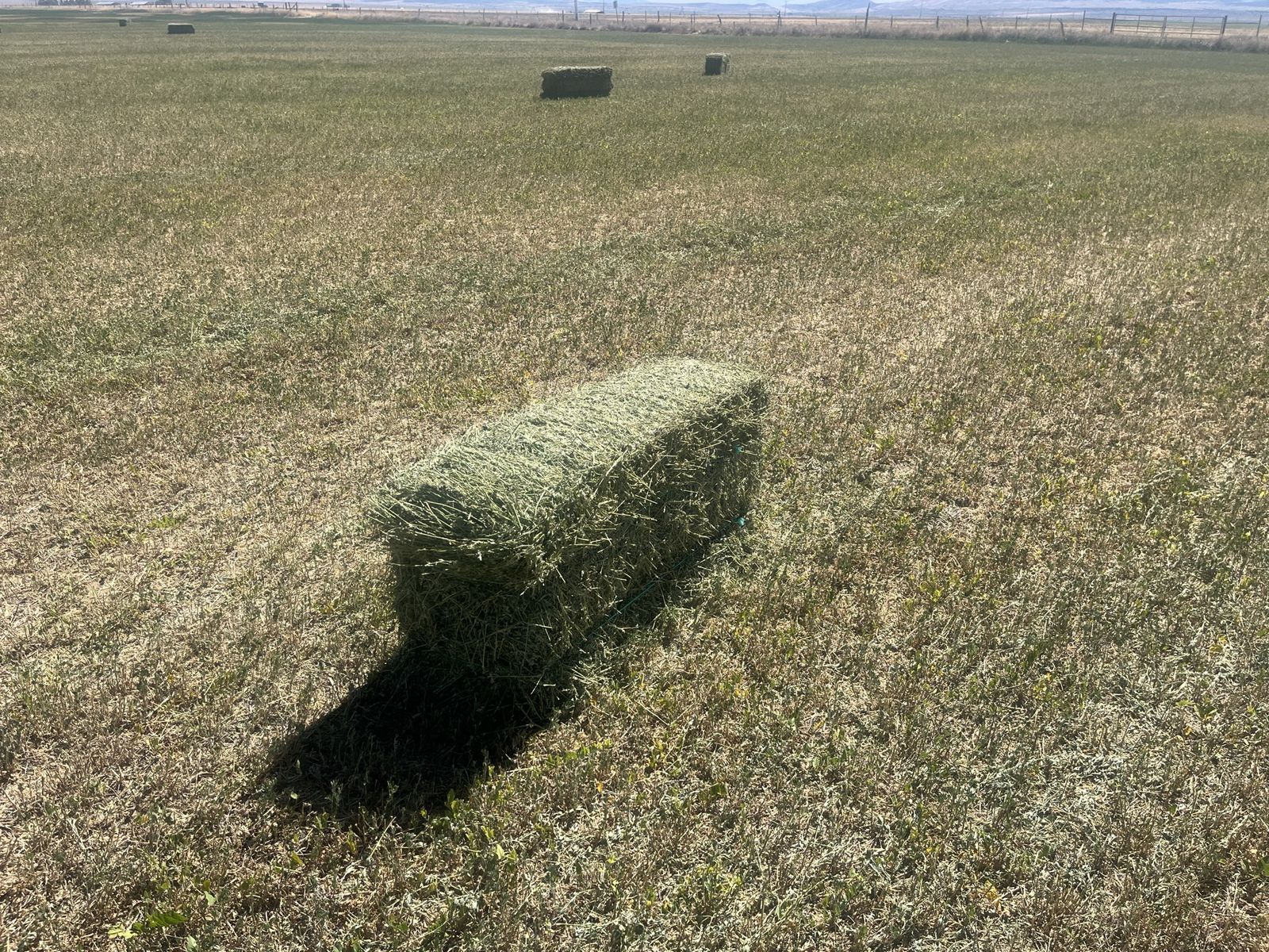 Alfalfa small bales