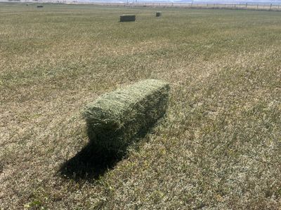 Alfalfa small bales